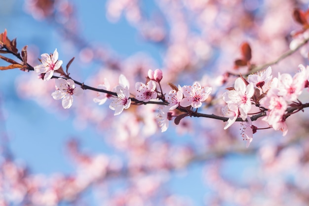 Branch Beautiful Pink Cherry Plum, Prunus Cerasifera Nigra, florescendo no início da primavera. Árvore decorativa do projeto da paisagem.