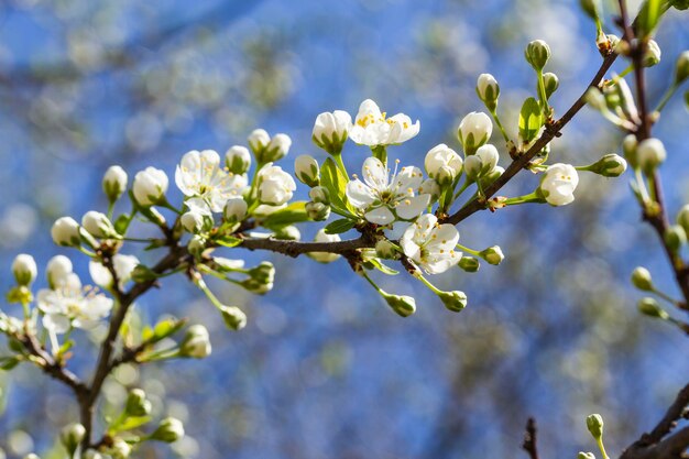 branch cereja árvore