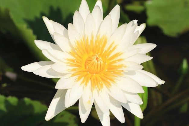 branco com flor de lótus amarela florescendo na lagoa