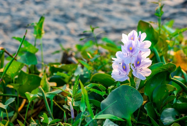 Branco com flor roxa de jacinto de água floresceu perto do lago com espaço de cópia