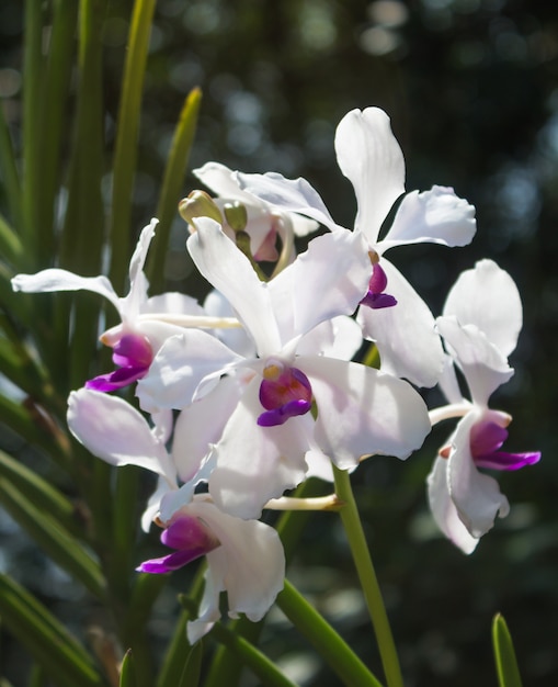 Branco com flores de orquídea roxa