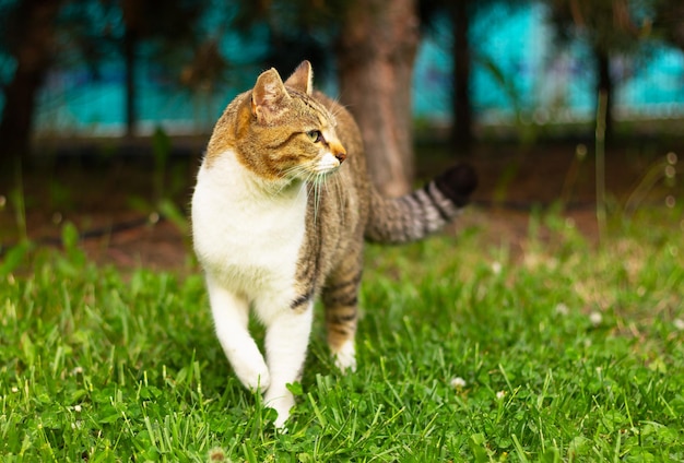 Branco com lindo gato marrom caminha no gramado