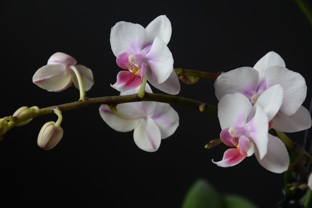 Branco com orquídea rosa Ramos de orquídea em fundo preto