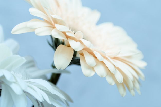 Branco de duas flores do gerbera colorido perto acima sobre o azul. Fundo florido natural com espaço de cópia. Beleza abstrata na natureza. Foco seletivo.