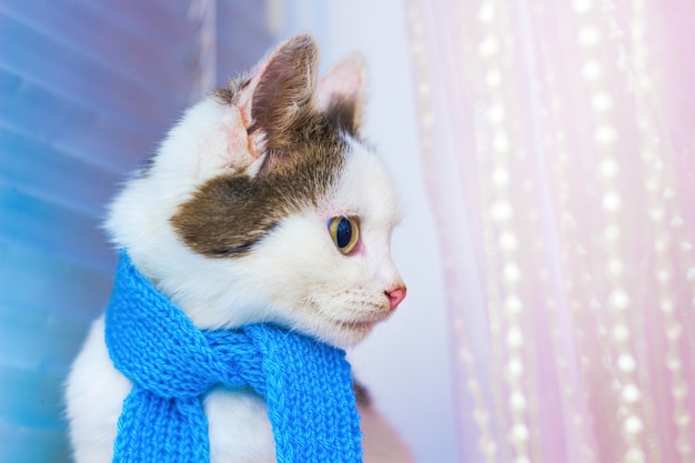 Branco pequeno gatinho manchado em um lenço azul. Modas. Retrato de um perfil