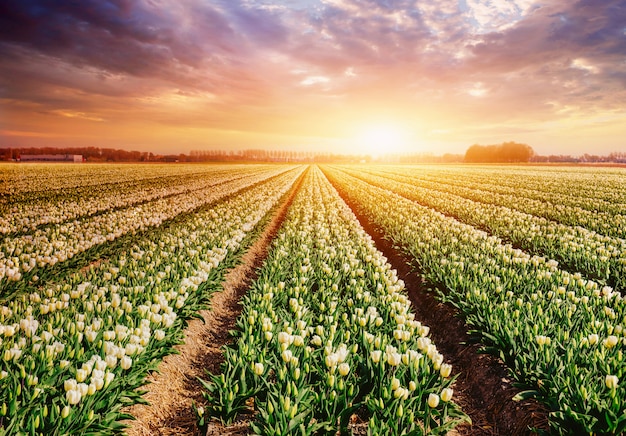 Branco plantação de tulipas ao pôr do sol. Holanda