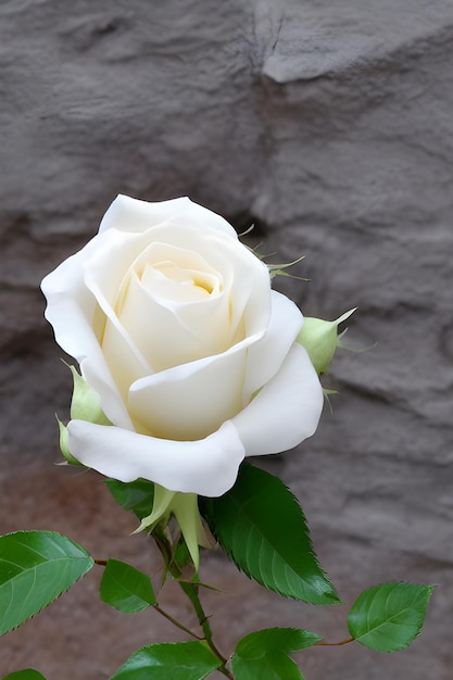 Foto branco rosa amarelo e rosas vermelhas fundo isolado flores ilustração vetorial gerada por ia