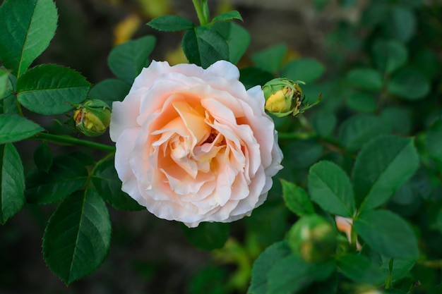 Branco selvagem rosa flor rosa