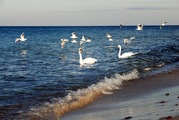 Brancos lindos cisnes e gaivotas nas ondas do mar com espuma