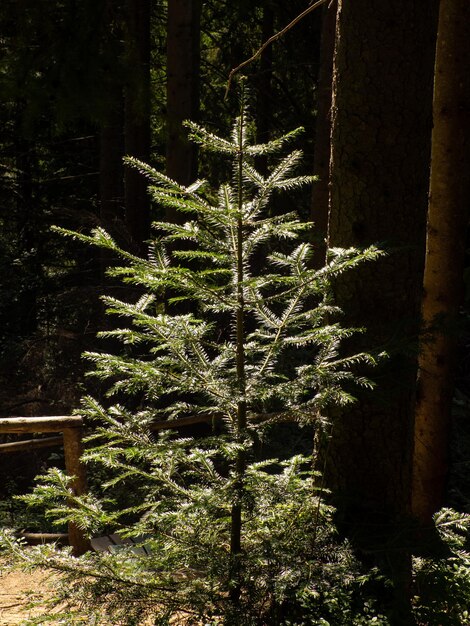 Foto brancos naturais da árvore de natal imagem de fundo