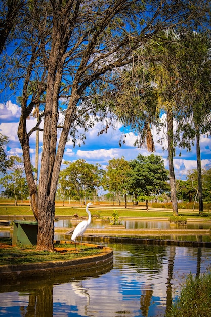 Foto brasil df brasil