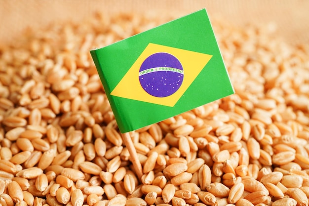 Brasil sobre el concepto de exportación y economía del comercio de trigo de grano