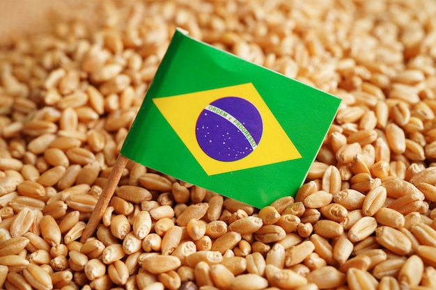 Brasil sobre el concepto de exportación y economía del comercio de trigo de grano