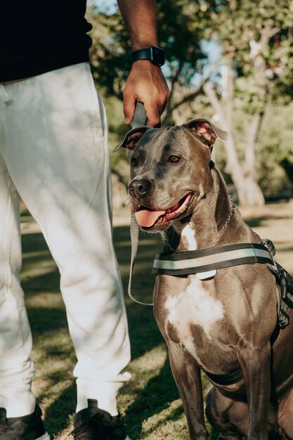 Brasileiro com seu cachorro pit bull no parque público. Afeto e relação de amor entre humanos e animais.