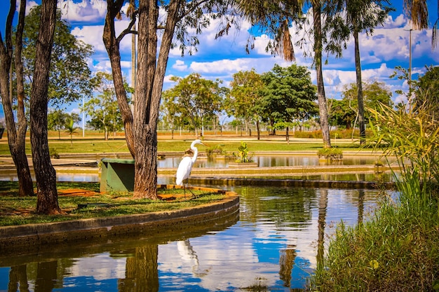 BRASILIA DF BRASIL (Brasil) (Estados Unidos y Alemania)