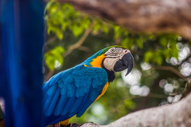 Brasilianische Vögel im Freien