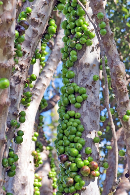 Brasilianischer Grapetree oder Jabuticabeira mit unreifen Früchten