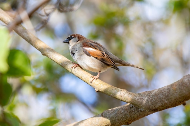 Brasilianischer Haussperling Passer Domesticus thront auf einem Baumstamm mit grünem Hintergrund