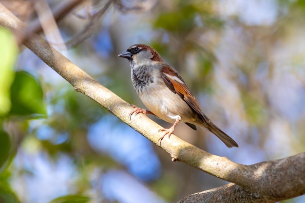 Brasilianischer Haussperling Passer Domesticus thront auf einem Baumstamm mit grünem Hintergrund