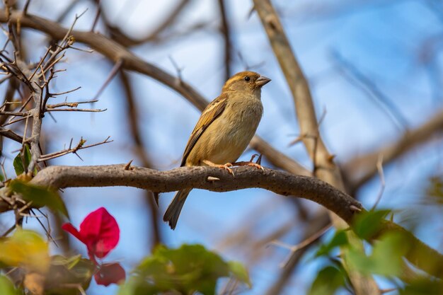 Brasilianischer Haussperling Passer Domesticus thront auf einem Baumstamm mit grünem Hintergrund