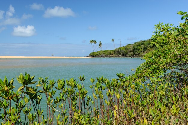 Brasilianischer Strand und Angroven am Strand von Barra de Camaratuba in der Nähe von Joao Pessoa Paraiba Brasilien