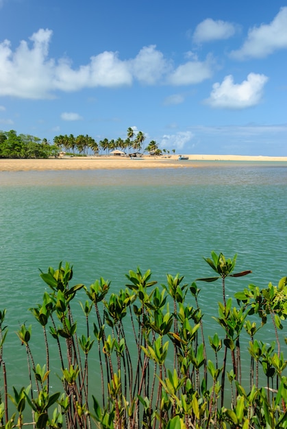 Brasilianischer Strand und Angroven am Strand von Barra de Camaratuba in der Nähe von Joao Pessoa Paraiba Brasilien