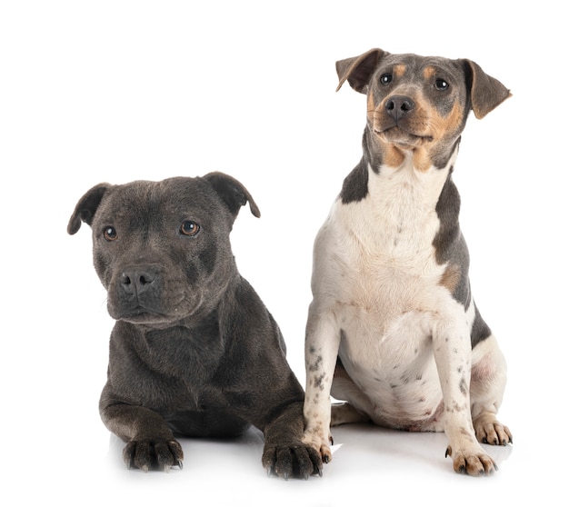 Brasilianischer Terrier und Staffy