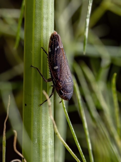 Brasilianischer typischer Scharfschütze des Stammes Cicadellini