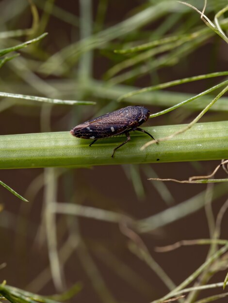 Brasilianischer typischer Scharfschütze des Stammes Cicadellini