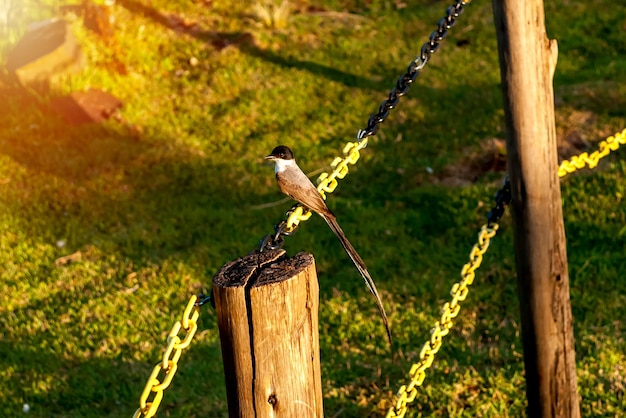 Brasilianischer Vogel Southern Forktailed Flycatcher auf einer Eisenkette Tyrannus Savana