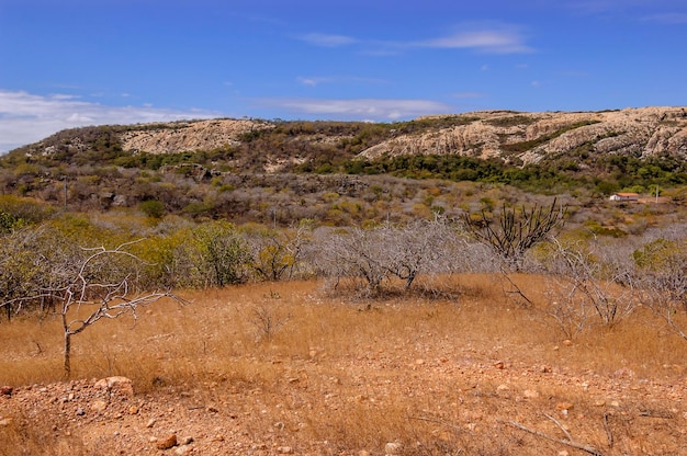 Brasilianisches Biom caatinga em Pedra Lavrada Paraiba Brazil