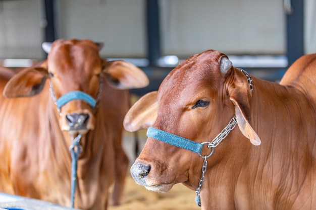 Brasilianisches Zebu-Elite-Vieh in einem Ausstellungspark