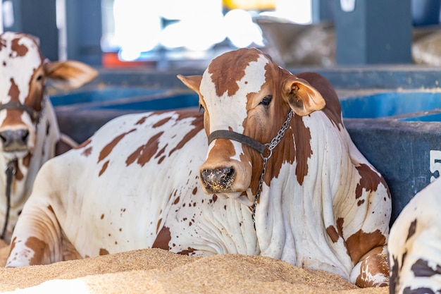 Brasilianisches Zebu-Elite-Vieh in einem Ausstellungspark