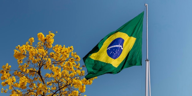 Foto brasilien-flagge flattert im wind mit gelbem blumen-ipe im hintergrund.