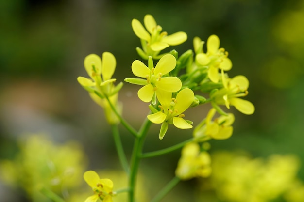 Brassica-Blume im Gemüsegarten