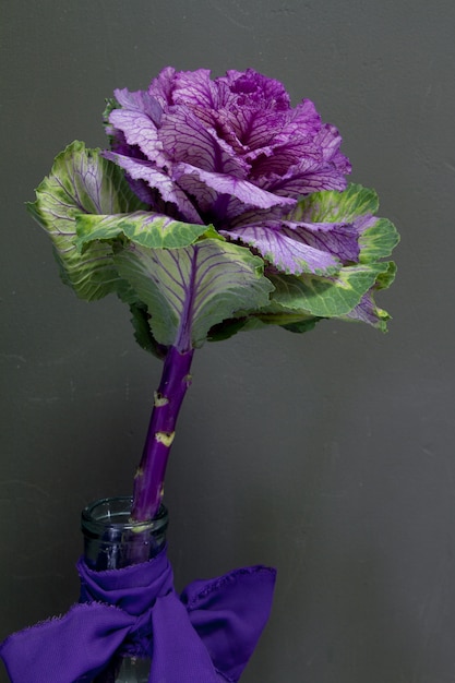 Brassica Oleracea Capitata oder dekorativer Kohl in einer Glasvase mit einem lila Band auf einem grauen Hintergrund, einer Grußkarte oder einem Konzept