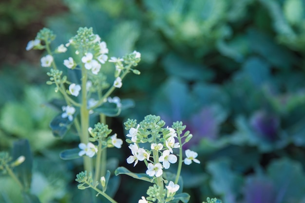 Foto brassica oleracea capitata vegetal en el arrozal