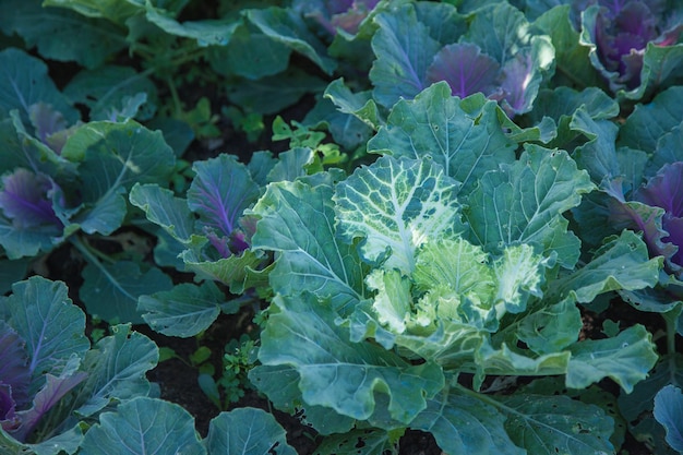 Brassica oleracea capitata vegetal en el arrozal