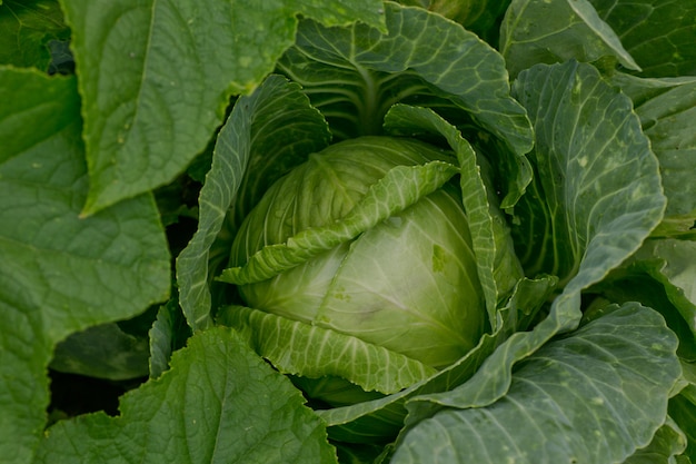 Brassica Oleracea, Kohlblätter.