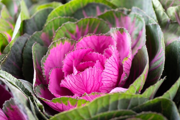 Brassica repolho decorativo close-up