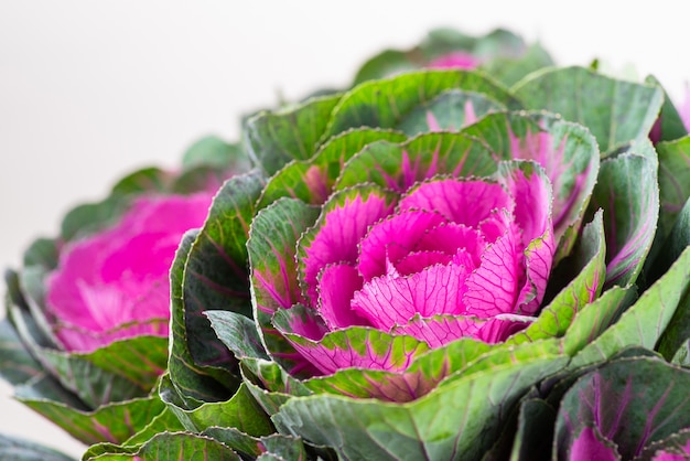 Brassica repollo decorativo para floristería.