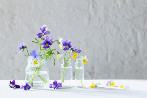 Bratschenblumen in Gläsern auf weißem Hintergrund
