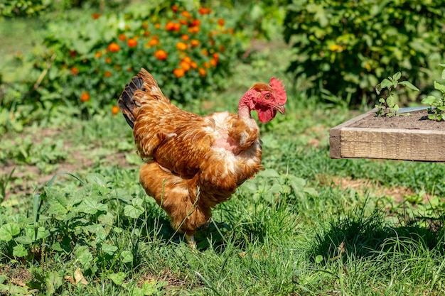 Braun geflecktes Huhn im Garten unter dem Gras