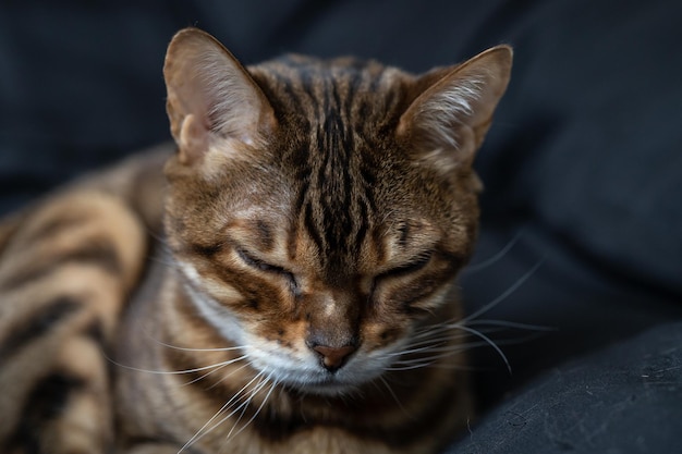 Braun gestreifte Bengalkatze macht ein Nickerchen