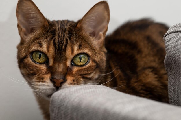 Braun gestreifte Bengalkatze schaut erschreckend in die Kamera