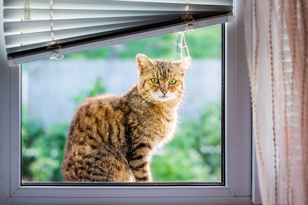 Braun gestreifte Katze sitzt auf der Fensterbank und will ins Zimmer gehen