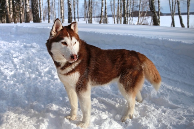 Braun-weißes sibirisches Husky-Hundeporträt auf dem Schnee Husky mit bunten Augen in der Natur
