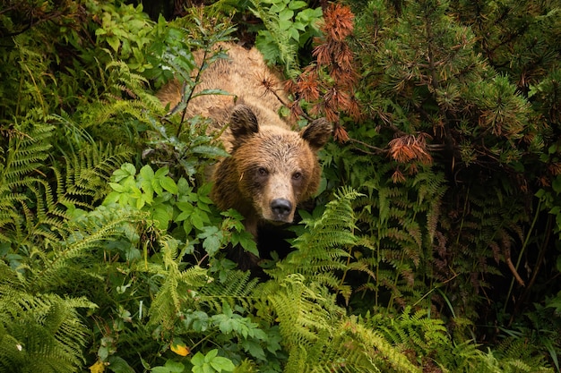 Braunbär aus dichtem Wald in der Sommernatur