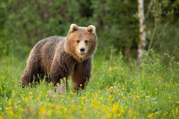 Braunbär, der auf blühender Lichtung in der Frühlingsnatur steht.