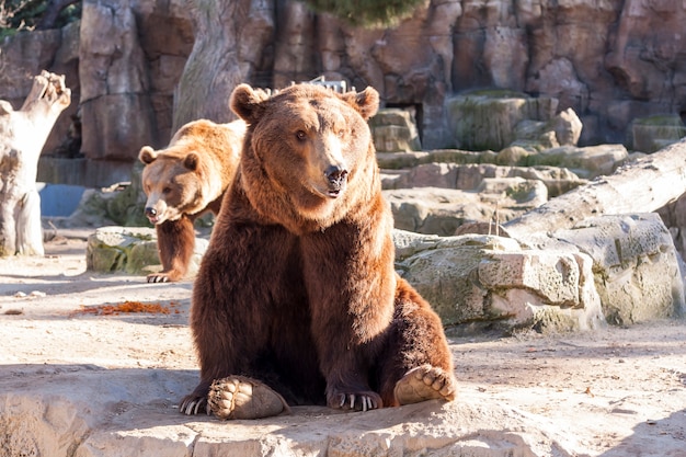 Braunbär, der auf einem Felsen sitzt